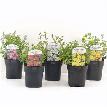 Potentilla Fruticosa Mix