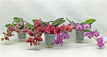 Phal 2st Table Mix 14+ (phalaenova)