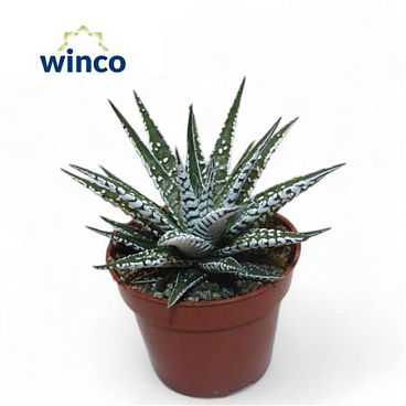 Haworthia Alba