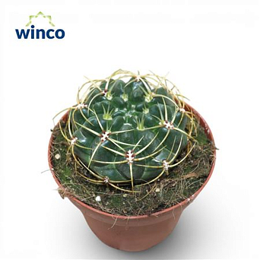 Gymnocalycium Monvillei