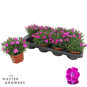 Dianthus Pillow Purple