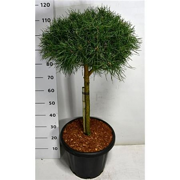Pinus Sylv Blue Pearl On Stem