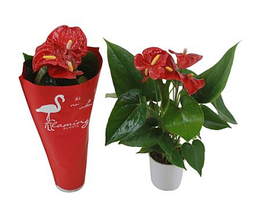 Anth An Jambo Red 3+ In Sleeve