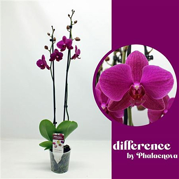 Phal 2st Vivaldi 18+ (phalaenova)
