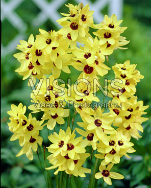 Иксия Йеллоу Имперор