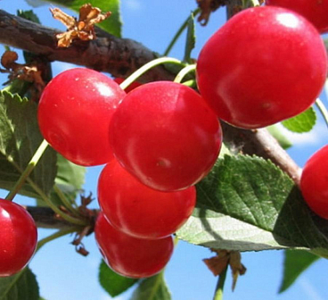 Вишня обыкновенная Фея