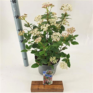 Viburnum Tinus Gwenllian