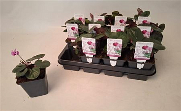 Cyclamen Coum Rose