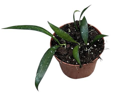Hoya No Id Sumatra