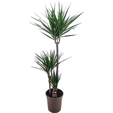 Drac Marginata 75-45-10