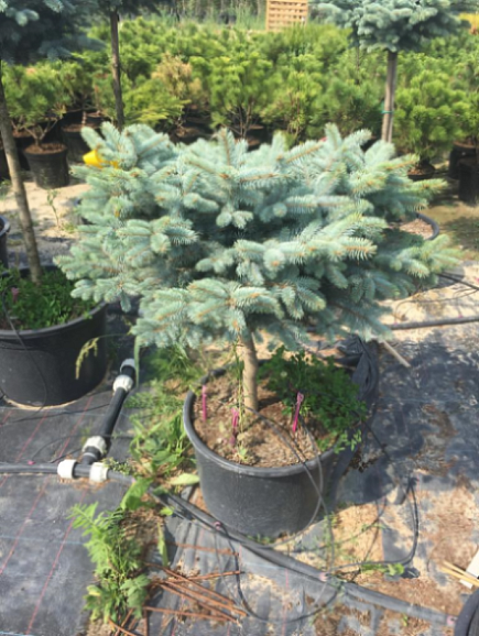 Ель колючая Глаука Глобоза штамб ком + горшок