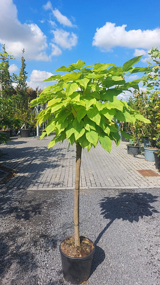Катальпа бигнониевая Нана штамб 120