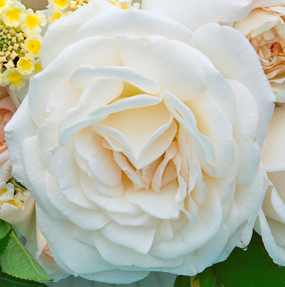 Роза флорибунда Графиня Элке Цу Рантзау