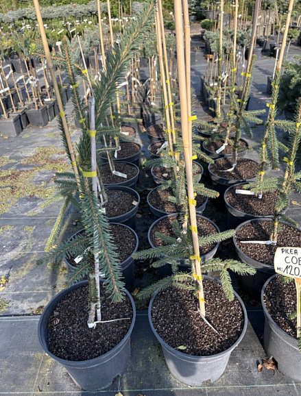 Ель обыкновенная Кобра