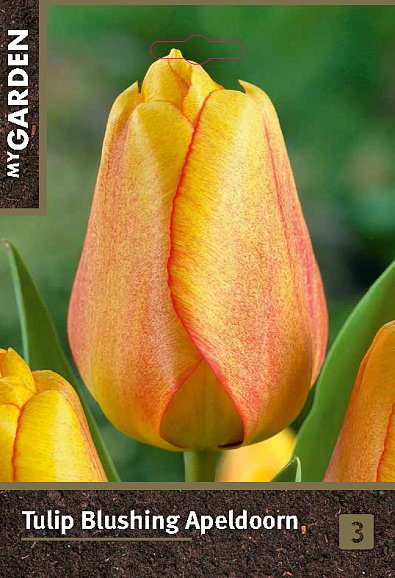 Тюльпан дарвинов гибрид Блашинг Апельдорн