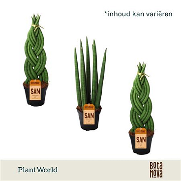Sansevieria Mix: Twist-spaghetti