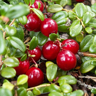 Клюква крупноплодная Бен Леар | Оптовая цветочная компания «Флора Групп» Клюква крупноплодная Бен Леар