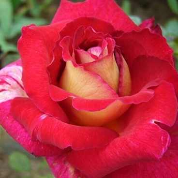 Роза флорибунда Болшой