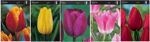 Тюльпан триумф (шоубокс)