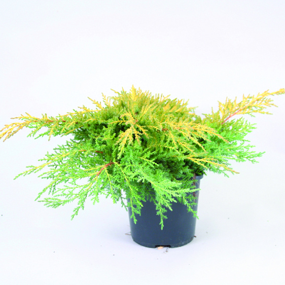 Можжевельник китайский Голд Стар