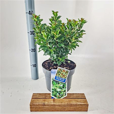 Ilex Meserveae Little Rascal