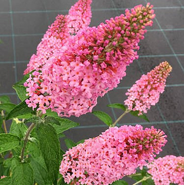 Буддлея давида Розовая Пантера (в тубе)