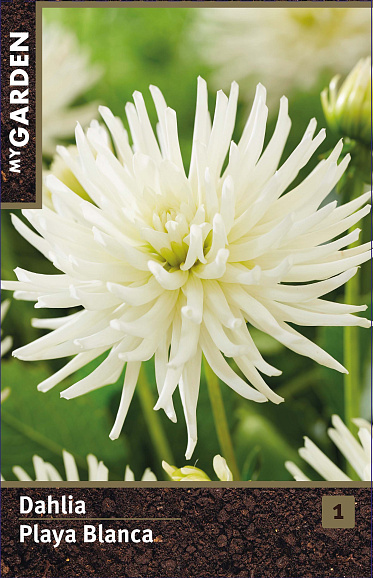 Георгина кактусовая Плейя Бланка