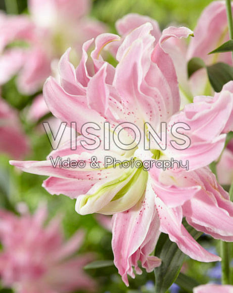 Лилия восточный махровый Лотус Элеганс