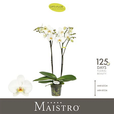 Phal 2st Maistro Beethoven (opti)