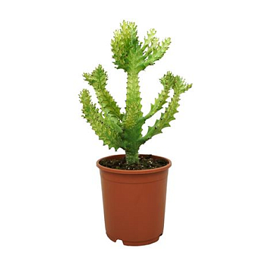 Euphorbia Mayurnathanii Variegata 21 Cm