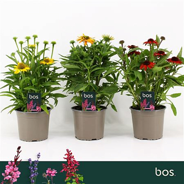 Echinacea Sombrero Mix