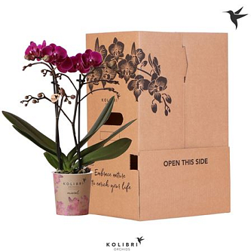 Phal 2st Violet 2 Spike No Sleeve (ok)