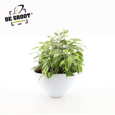 Ficus Be Kinky In Enveloppot