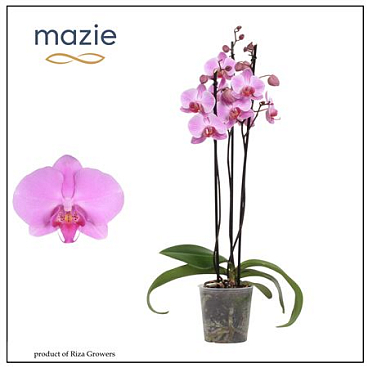Phal 3st Pink 20+