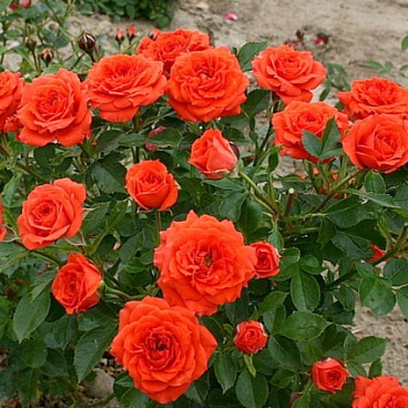 Роза миниатюрная Оранж Джевел