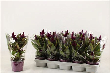 Celosia Intenz Dark Purple In Sleeve