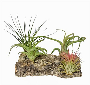Tillandsia Kurkhout Large