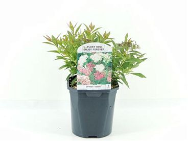 Spiraea Jap Genpei