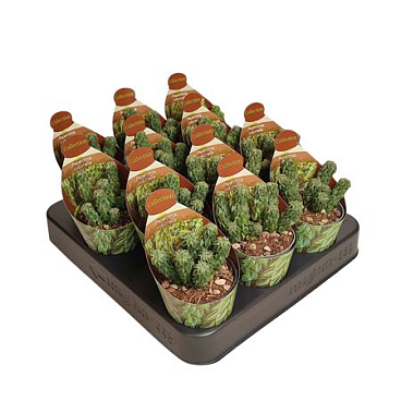 Peperomia Columella Potcover