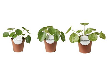 Pilea Peperomioides Variegated Mix