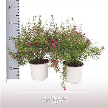 Boronia Magenta Stars