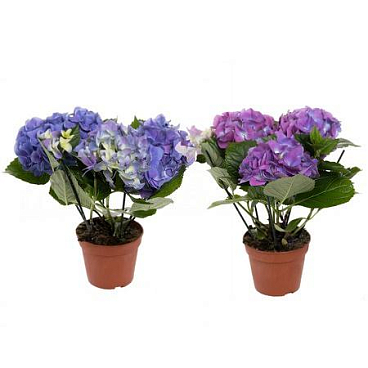 Гортензия Микс