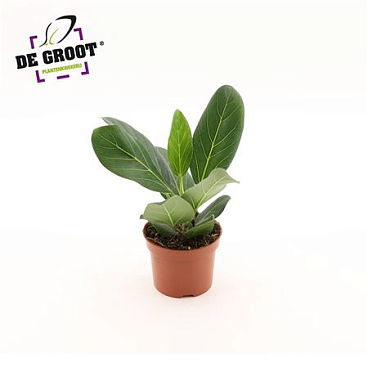 Ficus Ben Audrey
