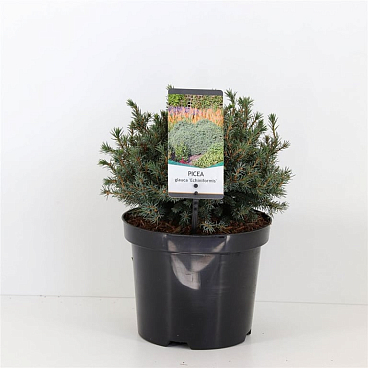 Ель канадская Эхиниформис