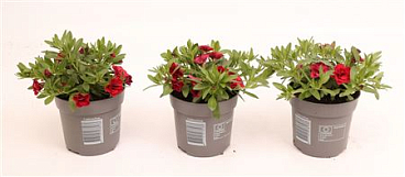 Calibrachoa Minifamous Double Red
