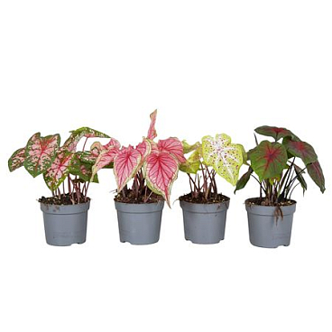 Caladium Mix