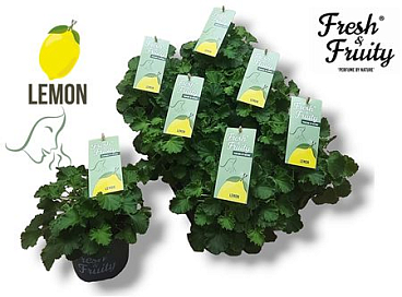 Pelargonium Frag Lemon Fresh (fresh&fruity)