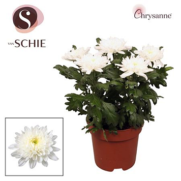 Chrys Zembla Next White 5pp