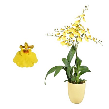 Oncidium 1st Münsterland Stern In Yellow Ceramic