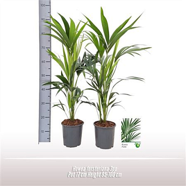 Howea Forsteriana 8+